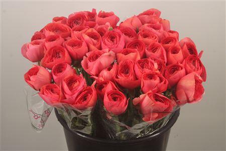 <h4>Ran.. Su Red 302 Extra</h4>