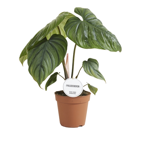 <h4>Philodendron Colombia</h4>
