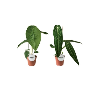 Anthurium Mix Hoog