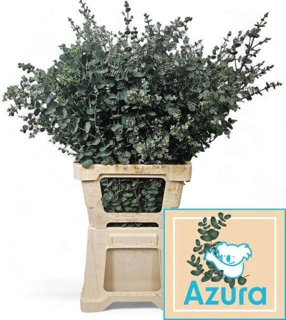 <h4>EUCA GU AZURA</h4>