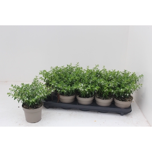 CUPH HYSSOPIFOLIA