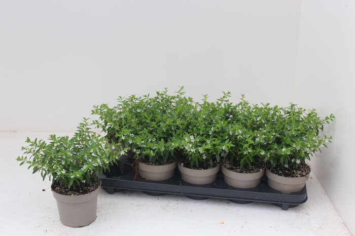<h4>CUPH HYSSOPIFOLIA</h4>