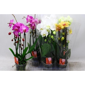 PHAL EL CASCADE