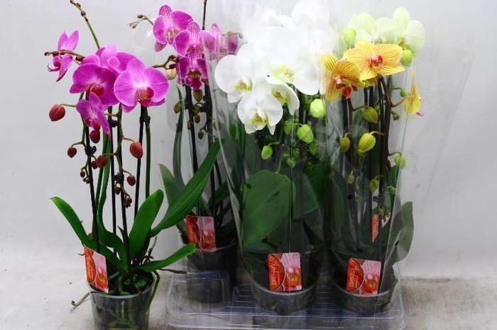 <h4>PHAL EL CASCADE</h4>
