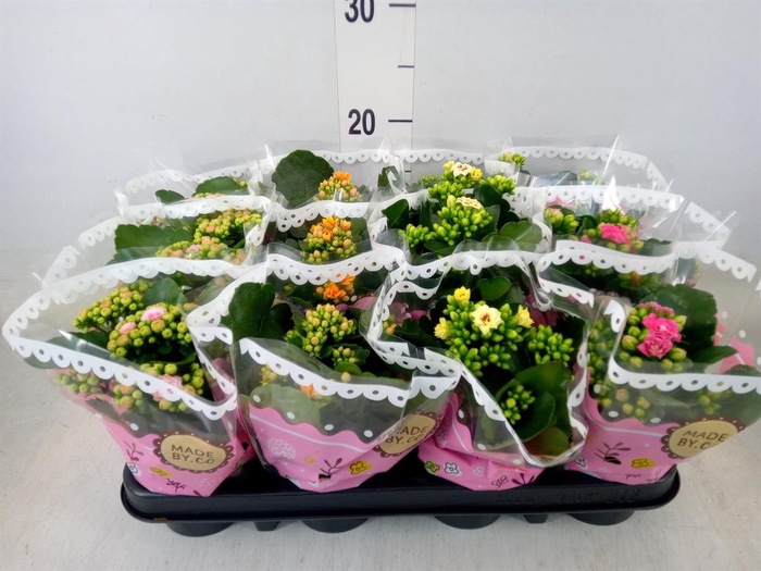 <h4>Kalanchoe blos.   ..mix</h4>