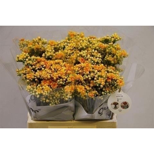 Kalanchoe yellow