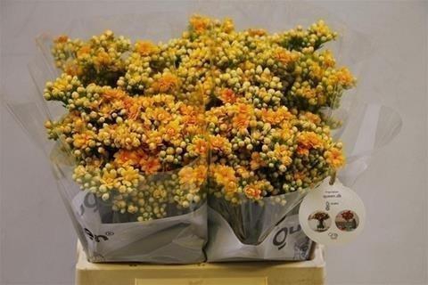 <h4>Kalanchoe yellow</h4>