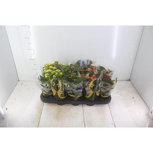 KALANCHOE P11