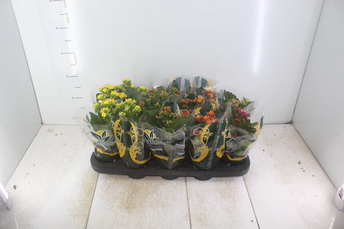 <h4>KALANCHOE P11</h4>