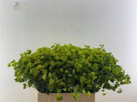 <h4>Bupleurum Rotundifol</h4>