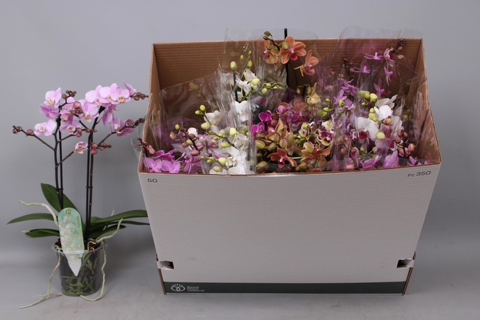 <h4>PHAL MF GEM 8 KL</h4>