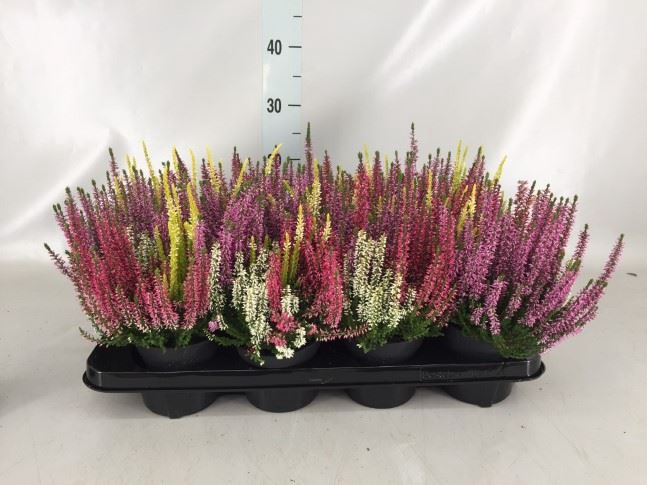 <h4>Calluna vulg. 'Beauty L Quattro'</h4>