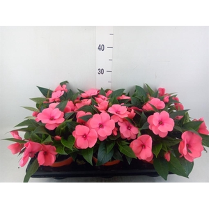 Impatiens NG 'ColPow Salmon'