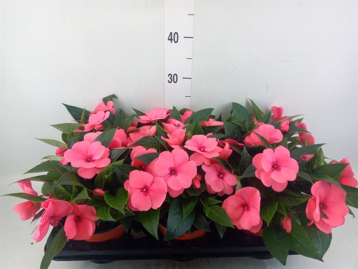 <h4>Impatiens NG 'ColPow Salmon'</h4>