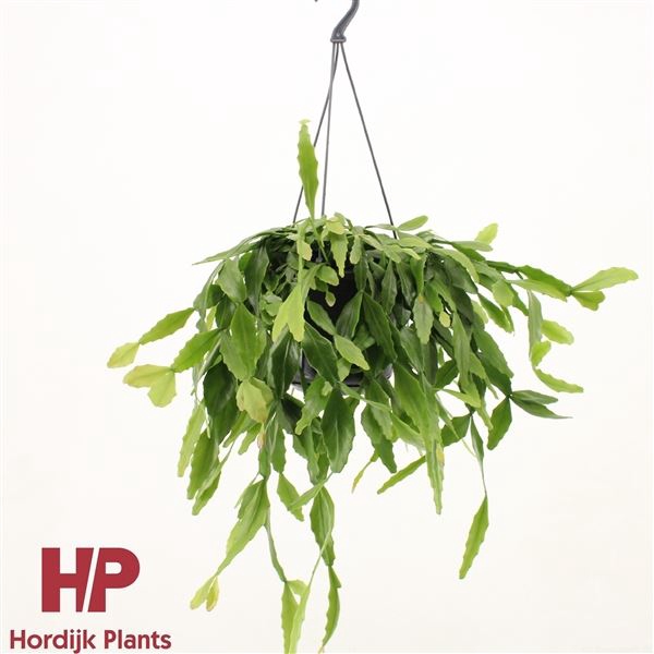 <h4>RHIPSALIS OV</h4>