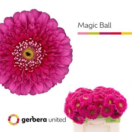 <h4>Ge Gr Pom Magic Ball</h4>
