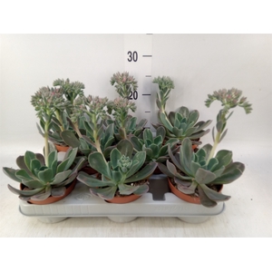 Echeveria  'Blue Prince'