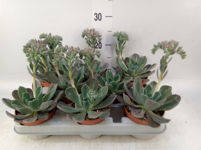 <h4>Echeveria  'Blue Prince'</h4>