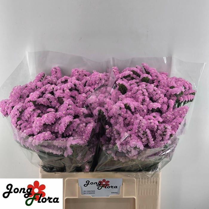 <h4>LIM S FANTASIA WINGS</h4>