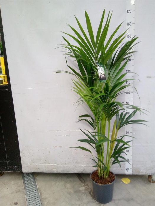 <h4>Howea forsteriana</h4>