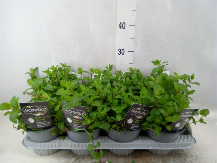 <h4>Mentha piperita</h4>