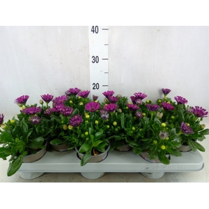 Osteospermum  'Astra Purple Spoon'