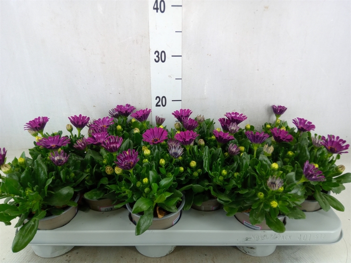 <h4>Osteospermum  'Astra Purple Spoon'</h4>