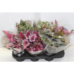 BEGONIA BELEAF P15 PO