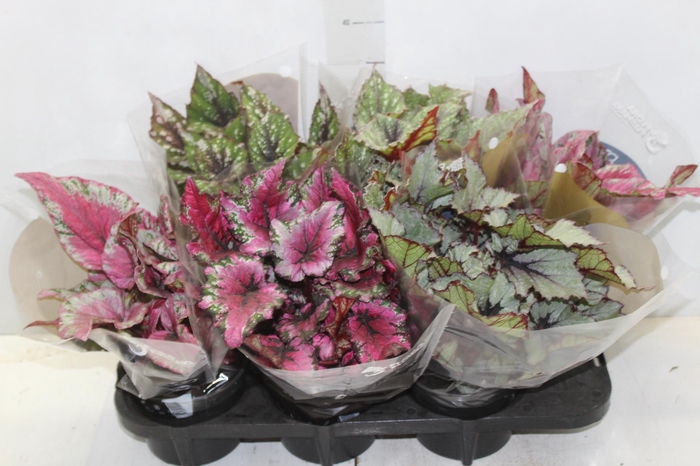 <h4>BEGONIA BELEAF P15 PO</h4>