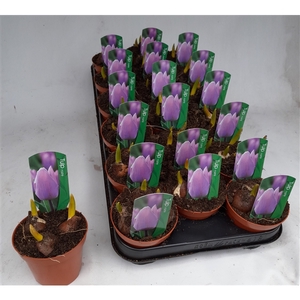 tulp roze 9cm