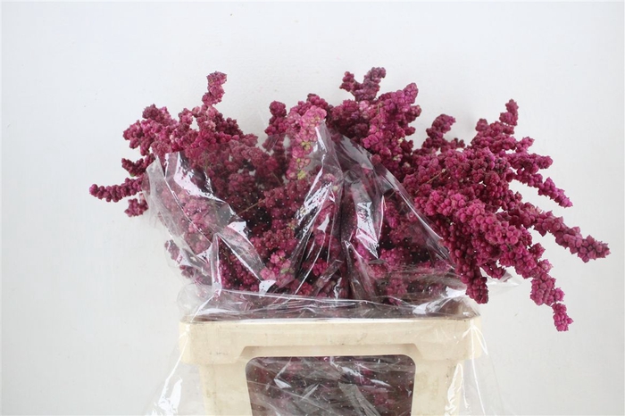 <h4>Symphoricarpos Mini Lilac P Bunch</h4>