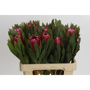 Protea Brenda