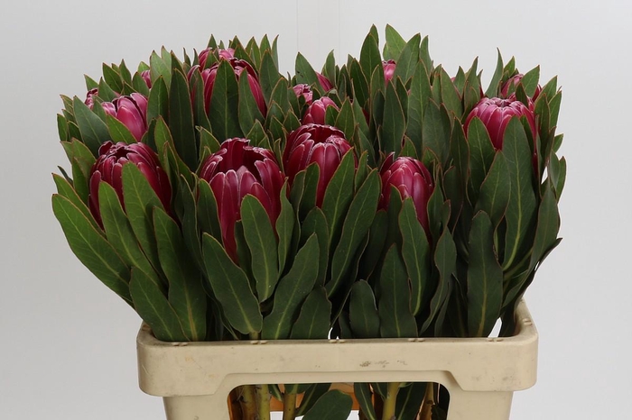 <h4>Protea Brenda</h4>