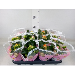 Kalanchoe blos.   ..mix