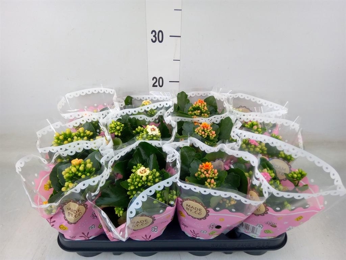 <h4>Kalanchoe blos.   ..mix</h4>
