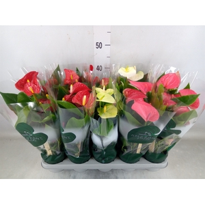 Anthurium   ...mix 4