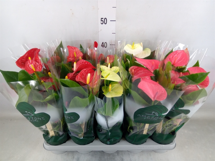 <h4>Anthurium   ...mix 4</h4>