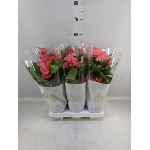 Anthurium andr. 'Sweet Dream'