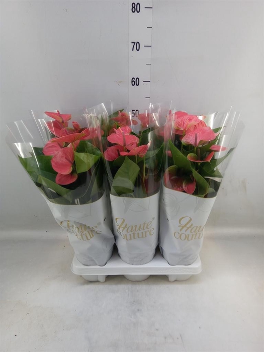 <h4>Anthurium andr. 'Sweet Dream'</h4>
