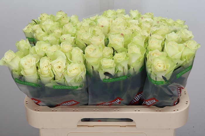 <h4>Rosa GR 'Athena'</h4>