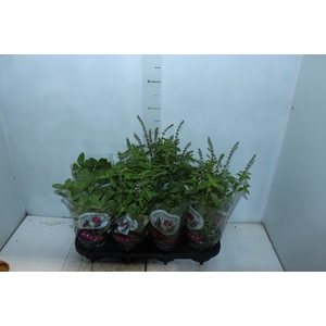 ERVAS AROMATICAS P15