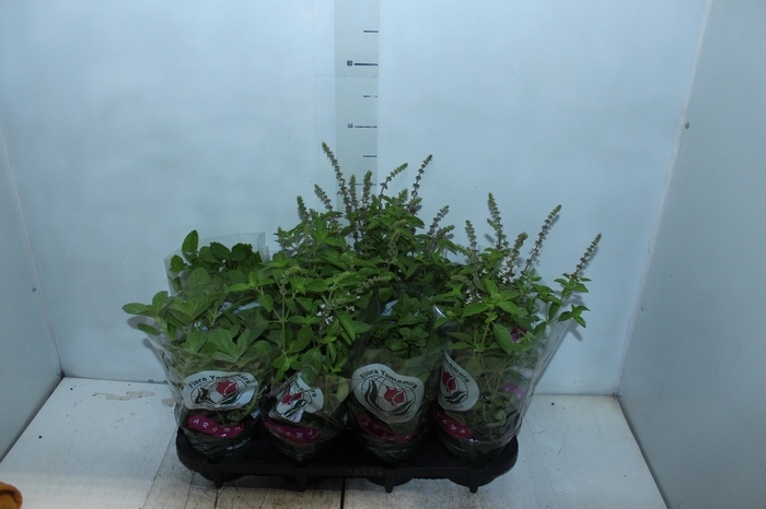 <h4>ERVAS AROMATICAS P15</h4>