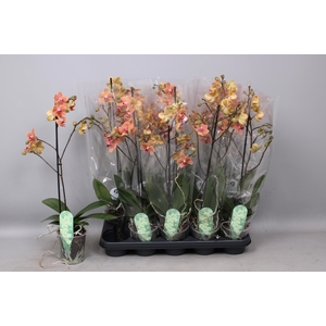 PHAL MF F SUNSE LOVE