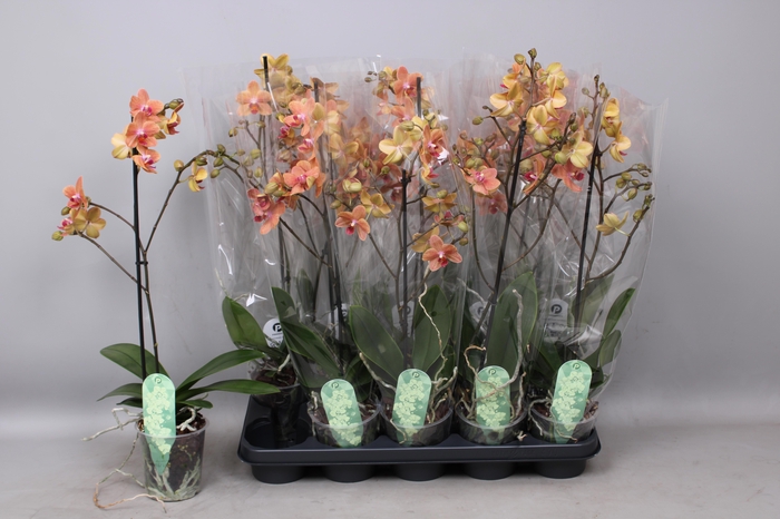 <h4>PHAL MF F SUNSE LOVE</h4>