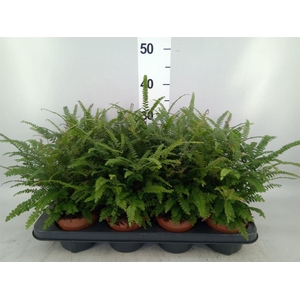 Adiantum hispi.