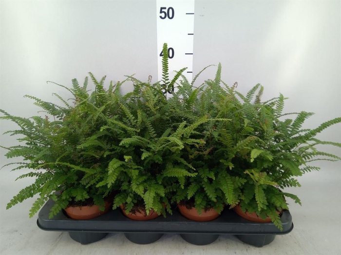 <h4>Adiantum hispi.</h4>