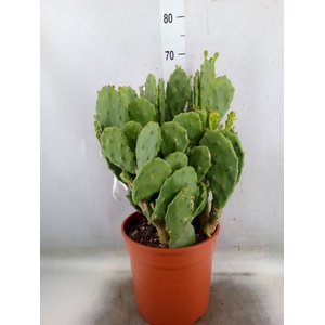 Opuntia