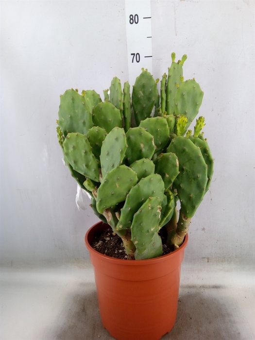 <h4>Opuntia</h4>