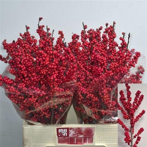 Ilex Ve Rode Bes Rijns