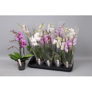 Phalaenopsis MF mix 12Ø 50cm 2st 30fl